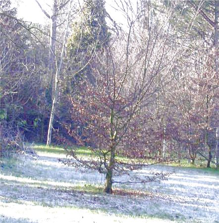 Carpino Betulus (bianco)